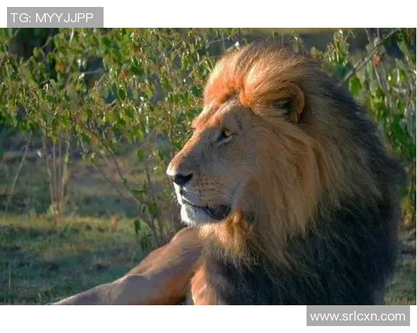 皮特与豹的惊险对决视频揭示了动物王国的生存法则与智慧较量 皮特与豹的惊险对决视频揭示了动物王国的生存法则与智慧较量